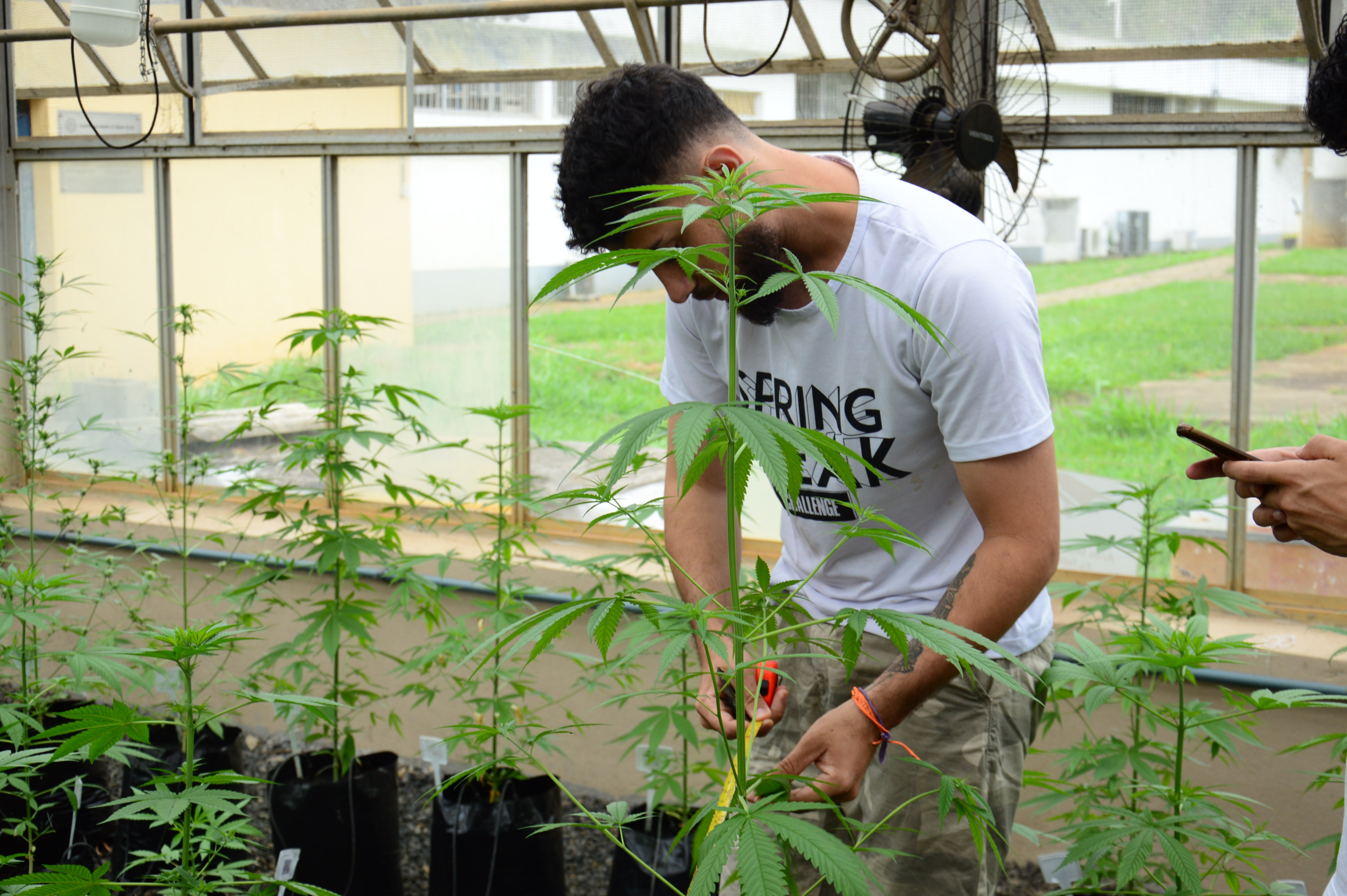 Arleu Júnior during cultivation activities at ADWA